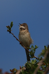 David Plant Photography - Wildlife Photography - Whitethroat - C